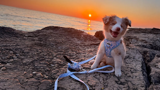 Najboljše darilo za lastnike psov - Lucky Woofs
