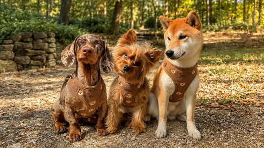 Kaj naredi Lucky Woofs drugačen od običajnih trgovin za pse?