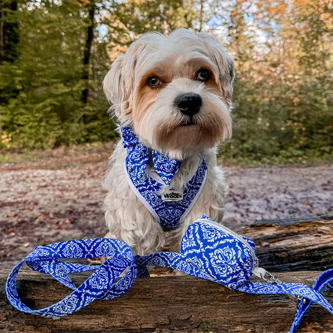 Blue Majesty Leash