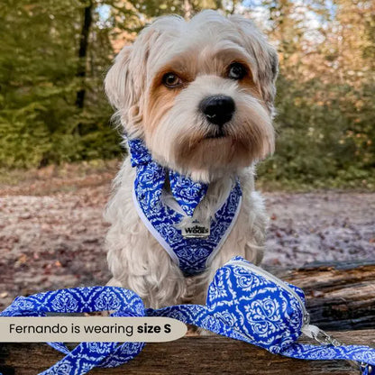 Blue Majesty Adjustable Harness