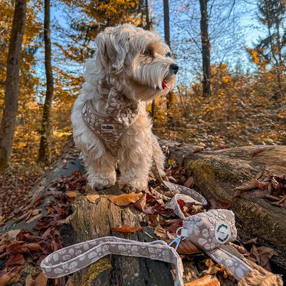 Cocoa Bloom Deluxe Leash