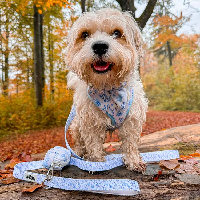 Bright Charm Leash