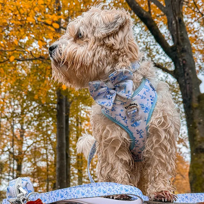 Bright Charm Bowtie