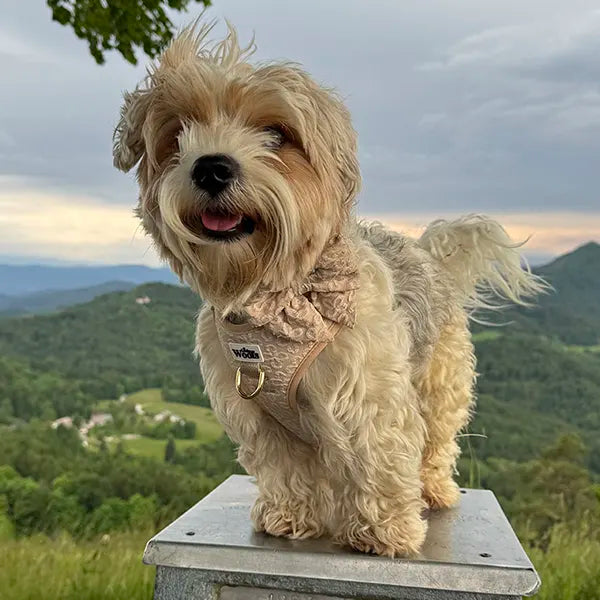 Nastavljiva Oprsnica Golden Blossom Premium