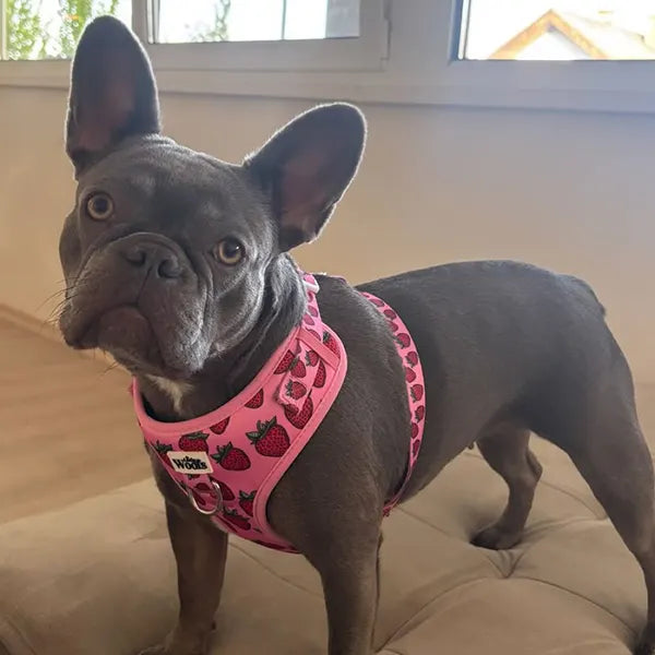 Nastavljiva Oprsnica Strawberry Bliss