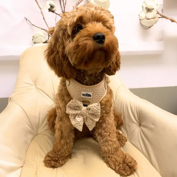 Nastavljiva Oprsnica Golden Blossom Premium