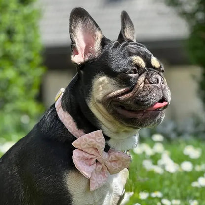 Mašnica Blush Blossom Premium