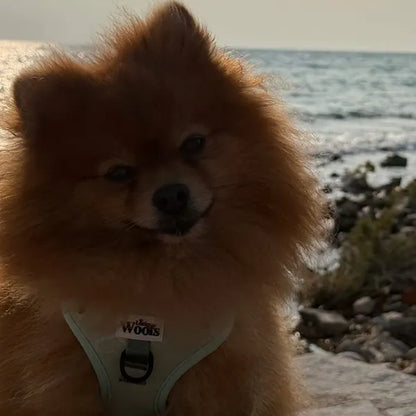 Nastavljiva Oprsnica Enchanting Hearts Deluxe