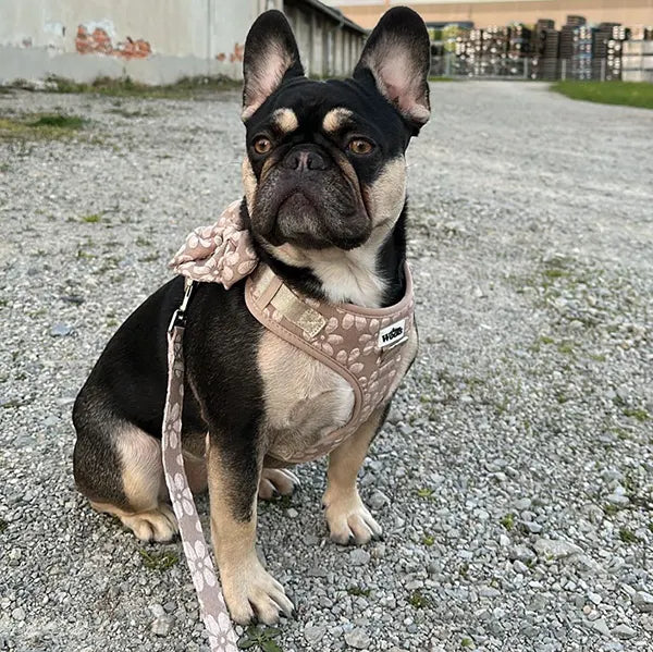 Povodec Cocoa Bloom Deluxe