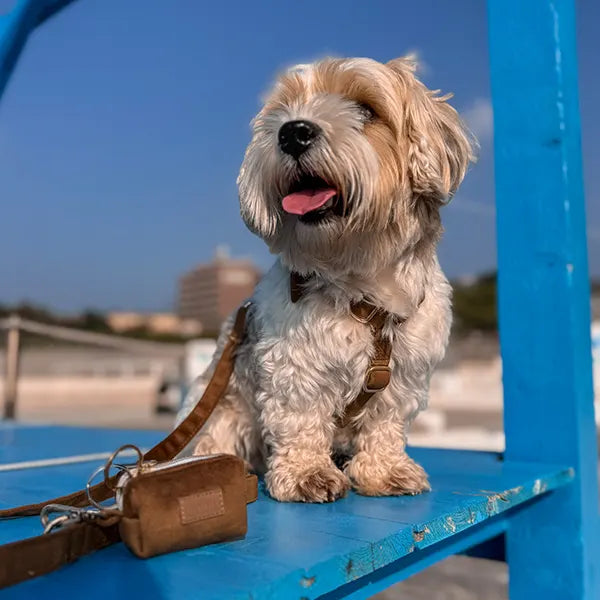 Nastavljiva Oprsnica Caramel