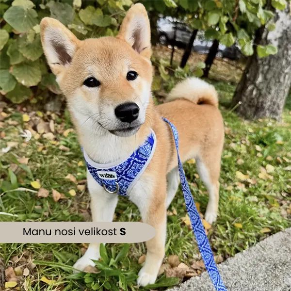 Nastavljiva Oprsnica Blue Majesty