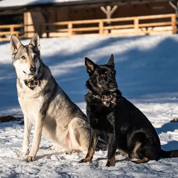 Mašnica Fluffy Elite Fatal
