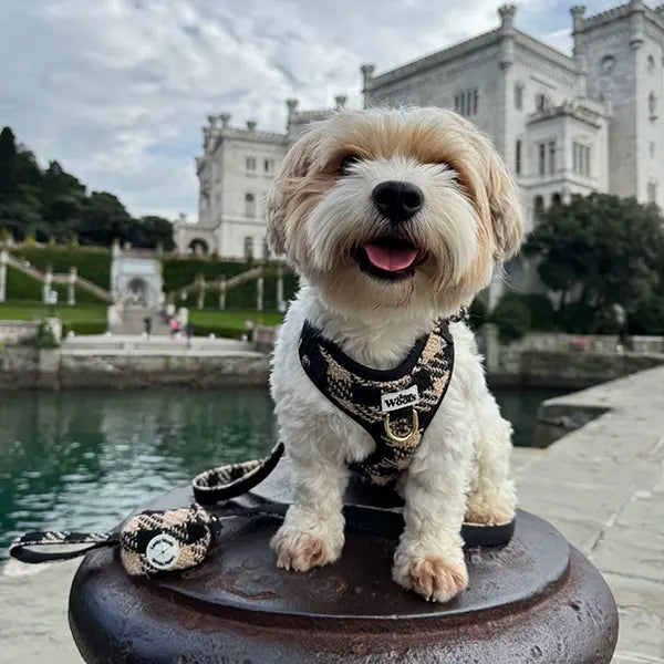 Povodec Fluffy Elite Fatal