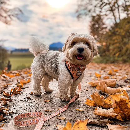 Nastavljiva Oprsnica Hedgehog Hug