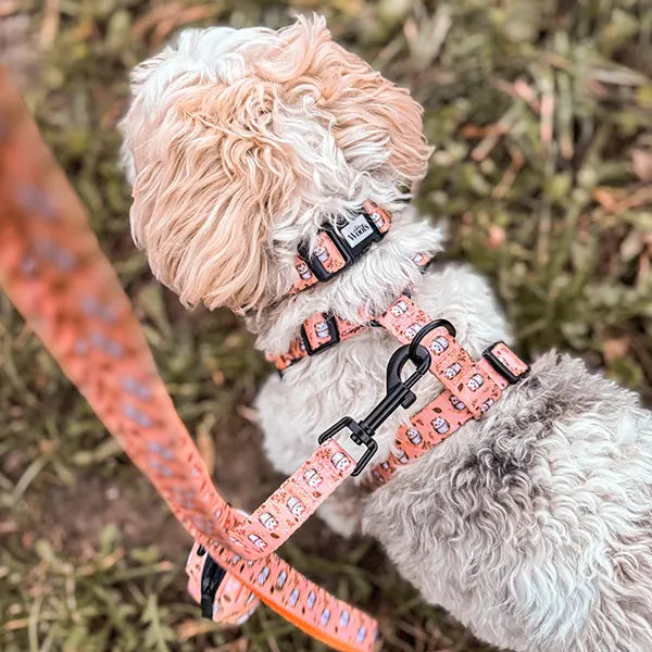Nastavljiva Ovratnica Hedgehog Hug