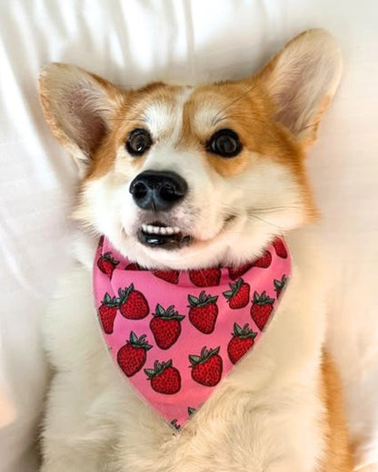 Rutka  Strawberry Bliss