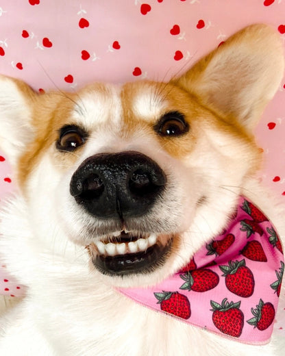 Rutka  Strawberry Bliss