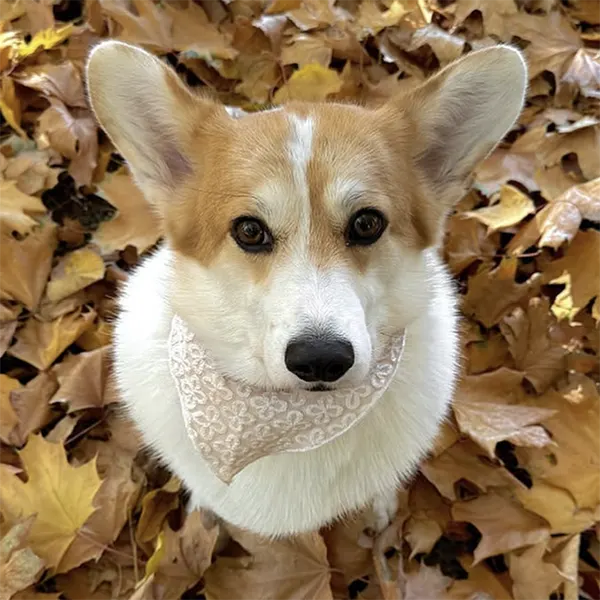 Rutka  Golden Blossom Premium