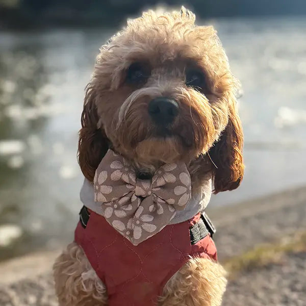 Mašnica Cocoa Bloom Deluxe