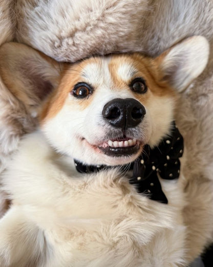 Mašnica Dottie