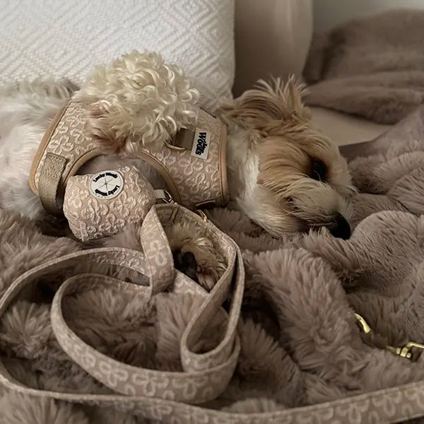 Povodec Golden Blossom Premium