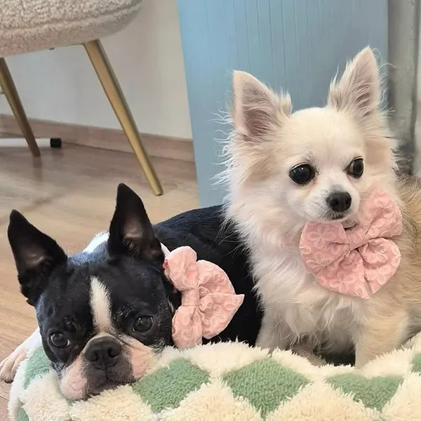 Mašnica Blush Blossom Premium