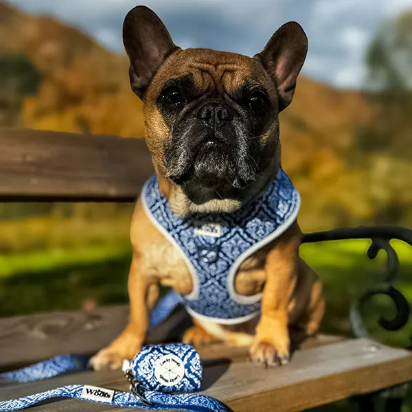 Nastavljiva Oprsnica Blue Majesty