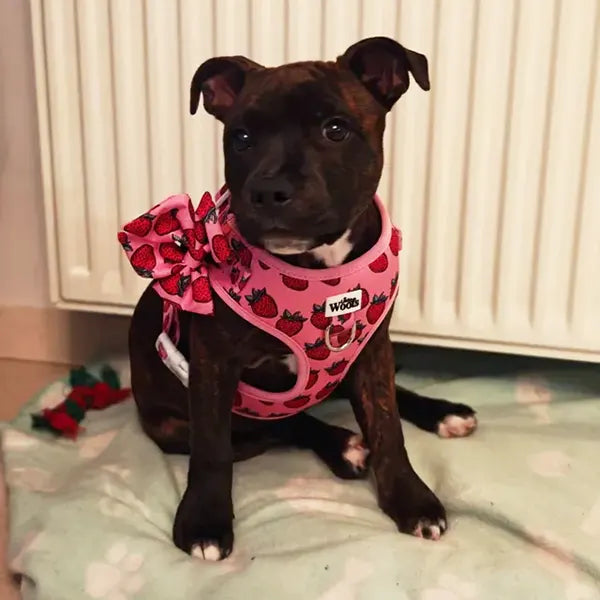 Mašnica Strawberry Bliss