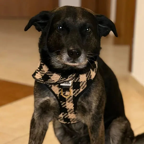 Nastavljiva Oprsnica Fluffy Elite Fatal