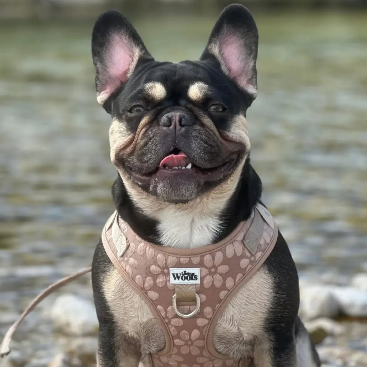 Nastavljiva Oprsnica Cocoa Bloom Deluxe