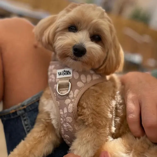 Nastavljiva Oprsnica Cocoa Bloom Deluxe