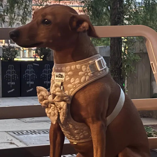 Mašnica Cocoa Bloom Deluxe