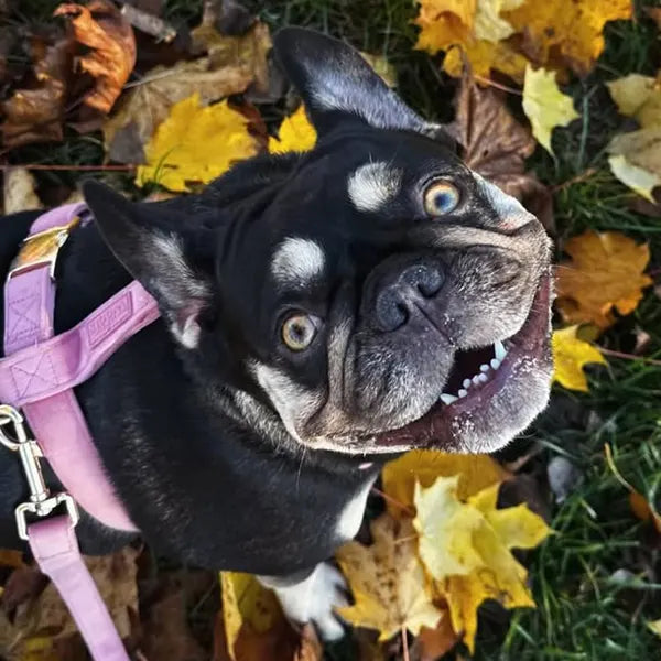 Nastavljiva Oprsnica Rosé