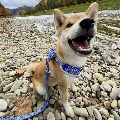 Mašnica Blue Majesty