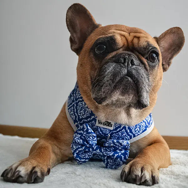 Nastavljiva Oprsnica Blue Majesty