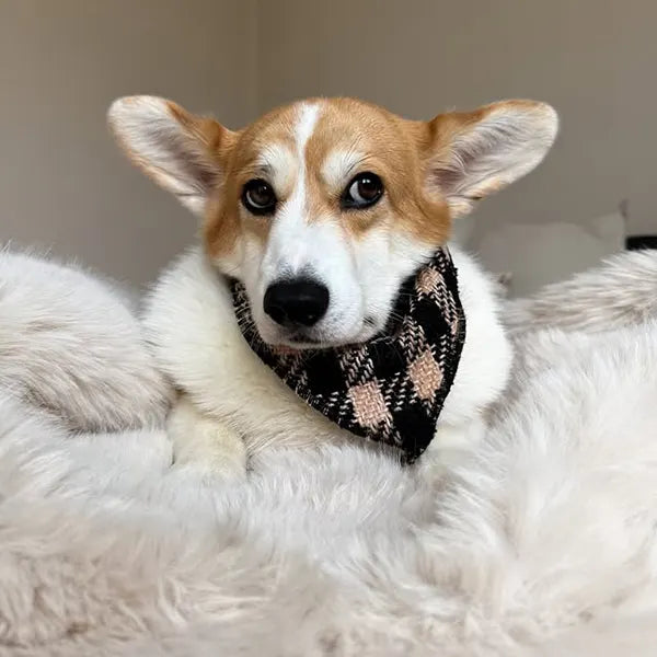 Rutka  Fluffy Elite Fatal