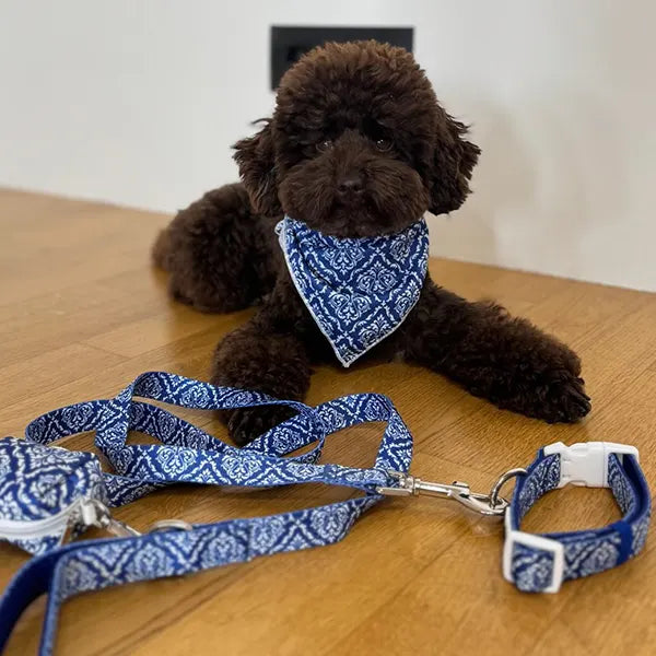 Povodec Blue Majesty