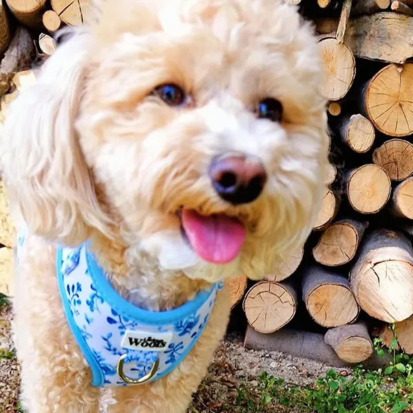 Nastavljiva Oprsnica Bright Charm