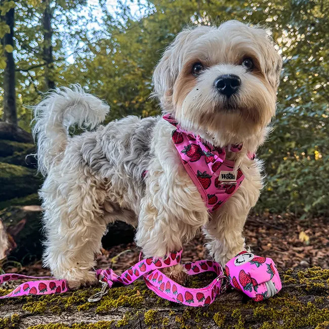 Strawberry Bliss Leash