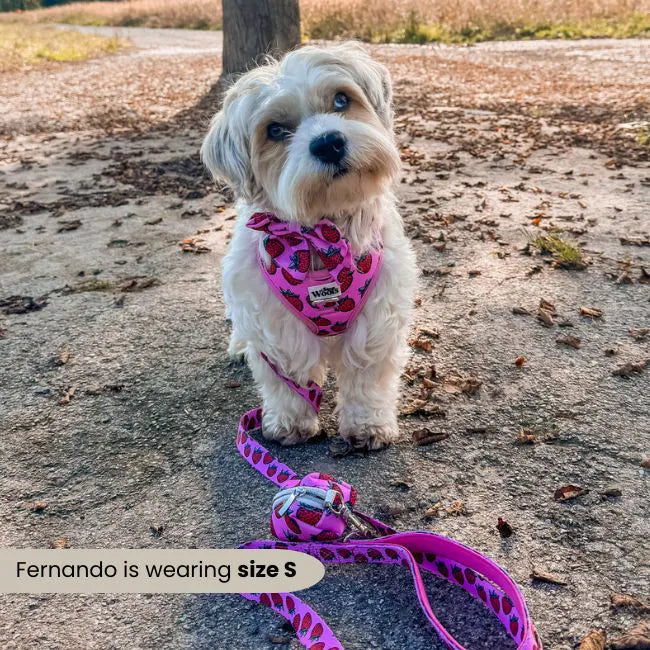 Strawberry Bliss Adjustable Collar