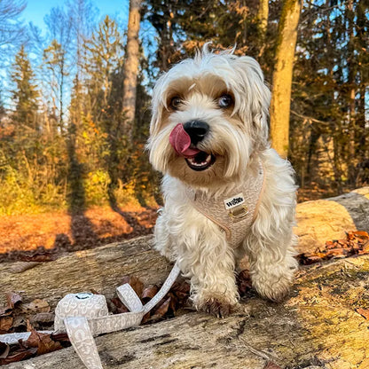 Golden Blossom Premium Leash